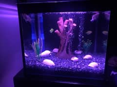 aquarium tank 1.5 ft