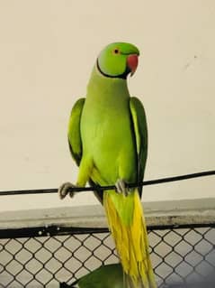 Parrot for sale                                    03489855125