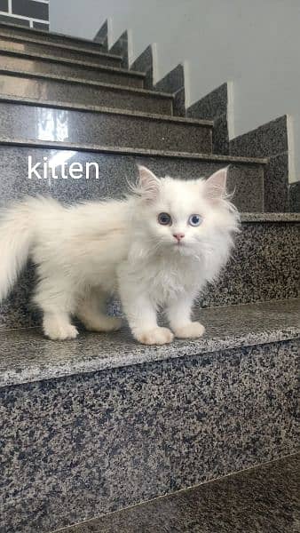 1 kitten and 1 big pair for sale 1