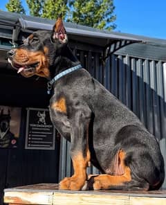 Doberman Puppies Imported