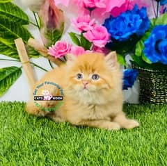 Persian Kittens |Ginger/fawn/white/Smoky/|Triple Coated|Punch face|