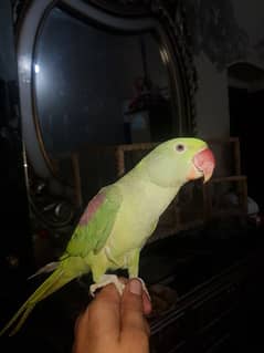 rew parrot