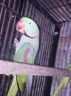 "Buy Raw Parrots – Affordable Prices"