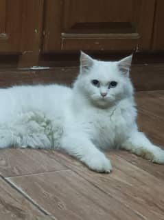 Persian Male Cat Blue Eyes || White Triple Coated