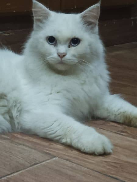 Persian Male Cat Blue Eyes || White Triple Coated 1