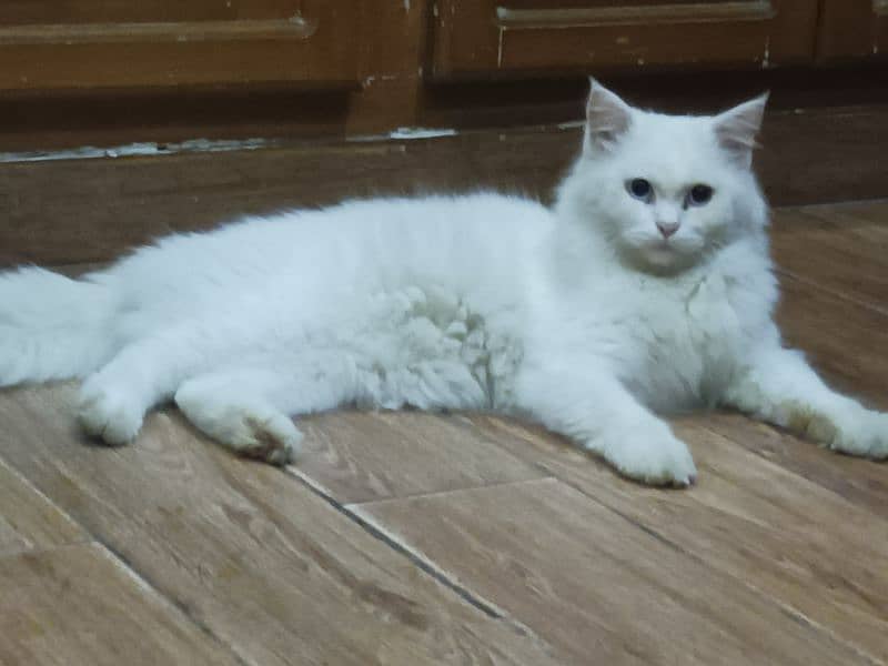 Persian Male Cat Blue Eyes || White Triple Coated 3