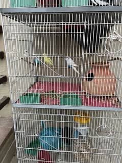 cockatiel or bajri sale cage k sath 0