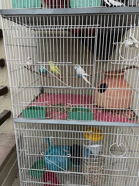 cockatiel or bajri sale cage k sath 0