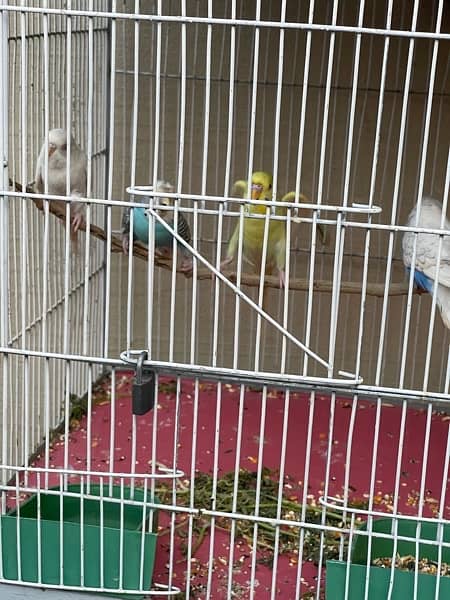 cockatiel or bajri sale cage k sath 1