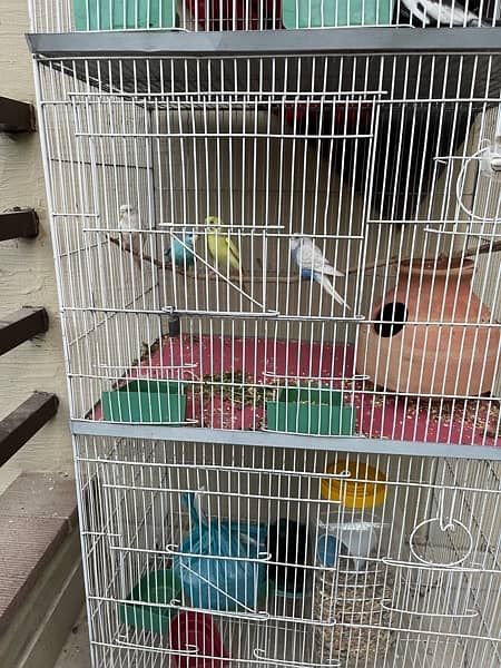 cockatiel or bajri sale cage k sath 2