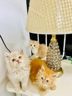 persian cat for Sale vaccinated okay WhatsApp number 03267483089