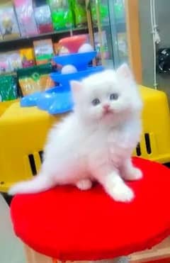 Persian Cat for sale my WhatsApp number 03"34"58"14"757"