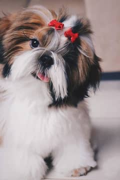 Shihtzu