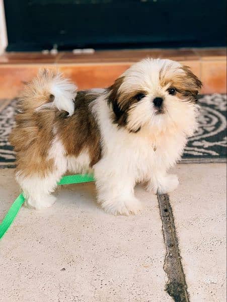 Shihtzu Puppies Bloodline Available For Sale 1