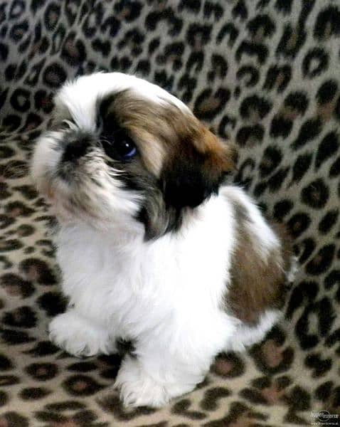 Shihtzu Puppies Bloodline Available For Sale 2