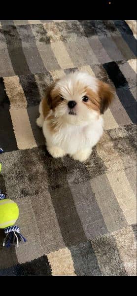 Shihtzu Puppies Bloodline Available For Sale 3