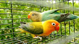 breeder pair parblue and euwing