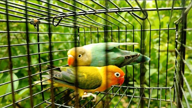 breeder pair parblue and euwing 2