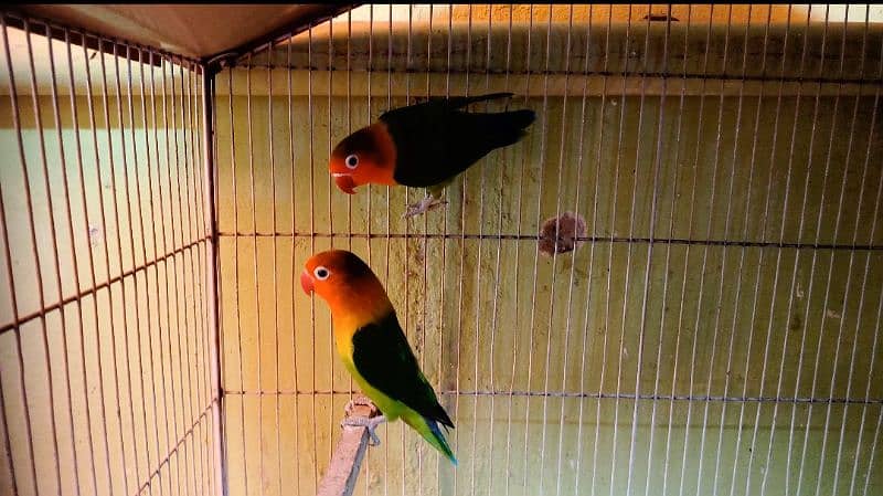 breeder pair parblue and euwing 3