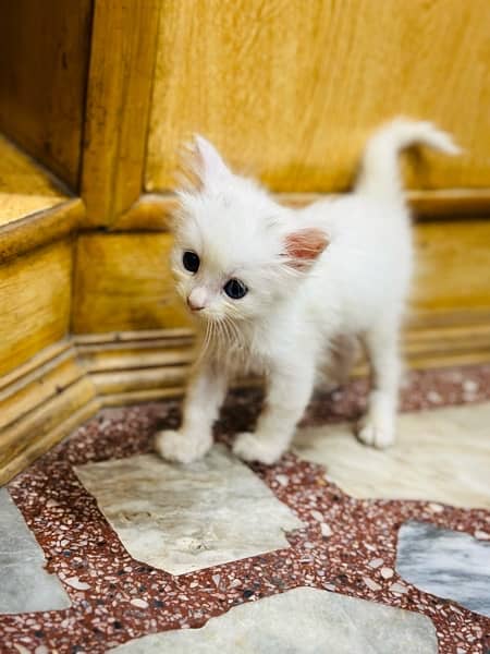 Persian kitten double coat 1