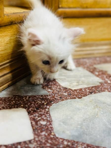 Persian kitten double coat 3