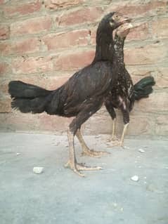 aseel murga or murgi for sale aseel chicks , aseel jori in gujranwala