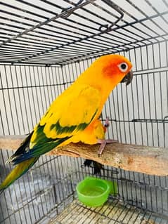 Sunconure