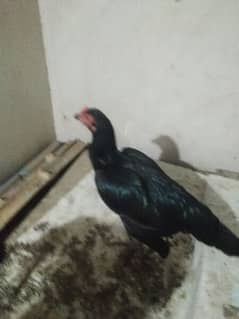 12months k aseel male female hens