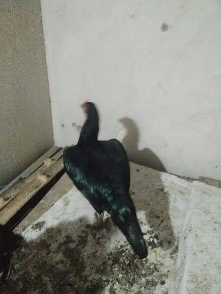 12months k aseel male female hens 1