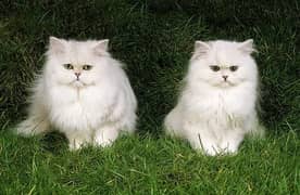 Russian white cats pair