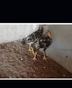 HIGH QUALITY ASEEL chicks(03177308350)