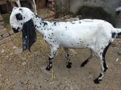 female goat for sale