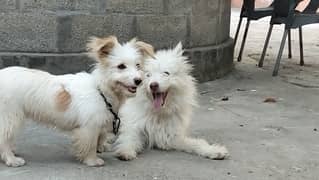 Beautiful Pair of Pomeranian and Poodle mixed breed