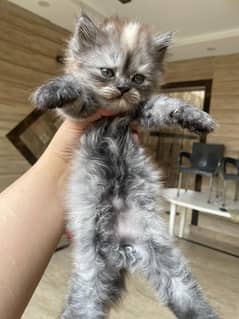 persian kittens pair for sale