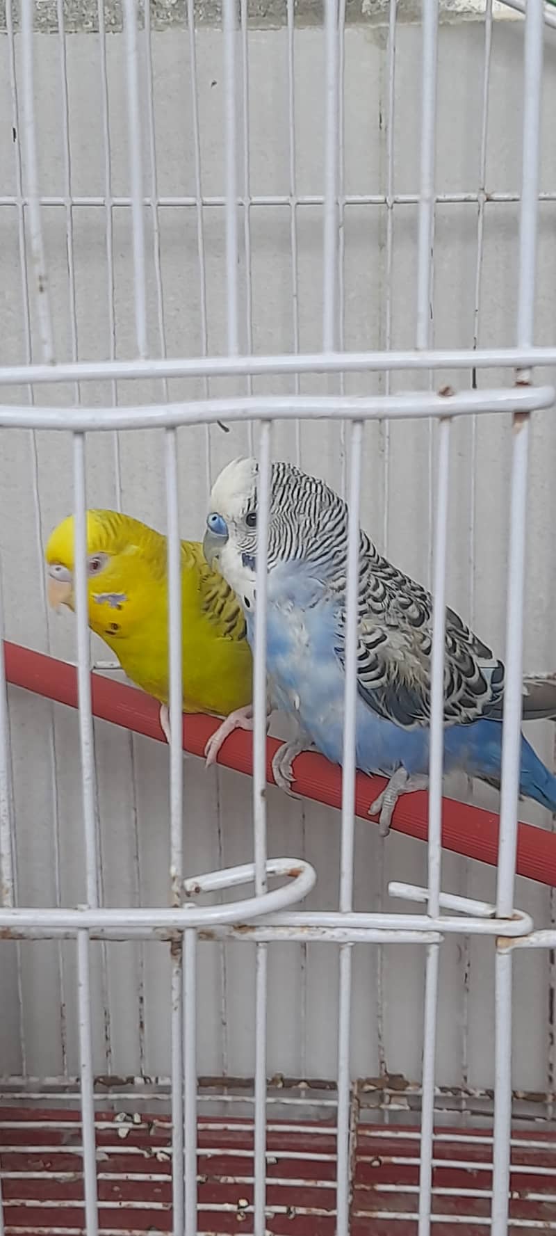 best australion parrots 1