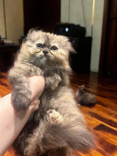 Pure Punch face Persian kitten 3