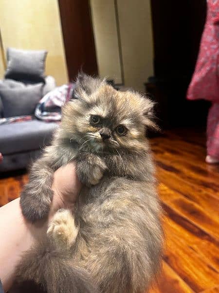 Pure Punch face Persian kitten 4