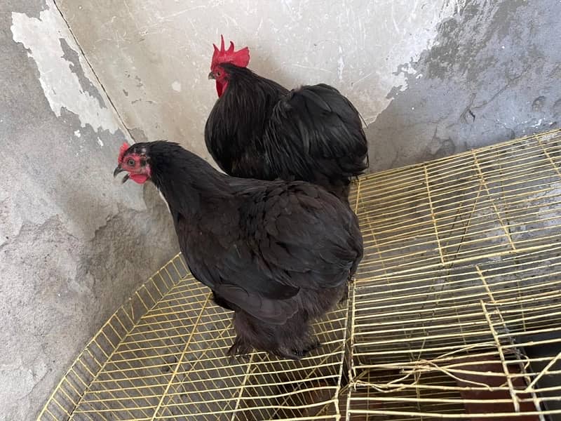 Rir pair & black batam breeder pair & heavy Goldenbuff set for sale 1