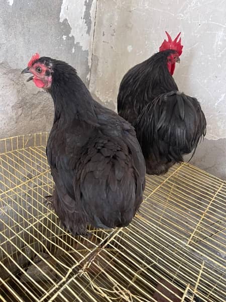 Rir pair & black batam breeder pair & heavy Goldenbuff set for sale 2