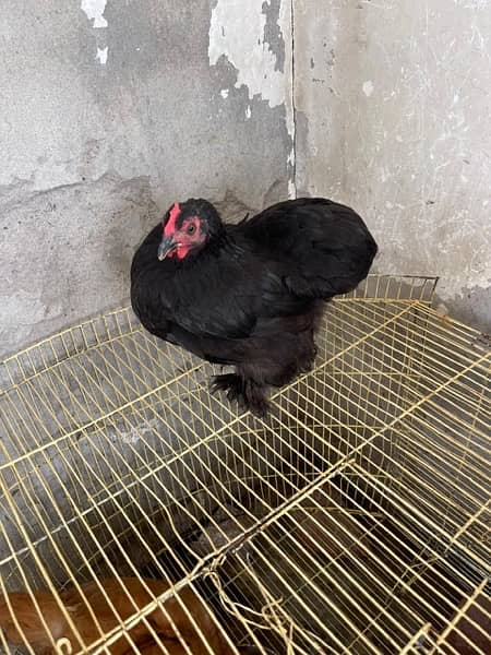 Rir pair & black batam breeder pair & heavy Goldenbuff set for sale 3