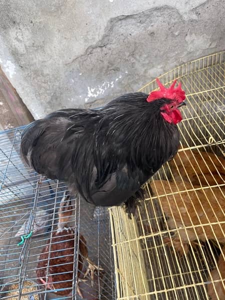 Rir pair & black batam breeder pair & heavy Goldenbuff set for sale 4