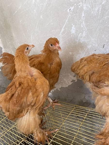 Rir pair & black batam breeder pair & heavy Goldenbuff set for sale 6