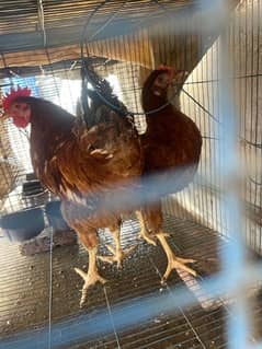 Rir pair & black batam breeder pair & heavy Goldenbuff set for sale