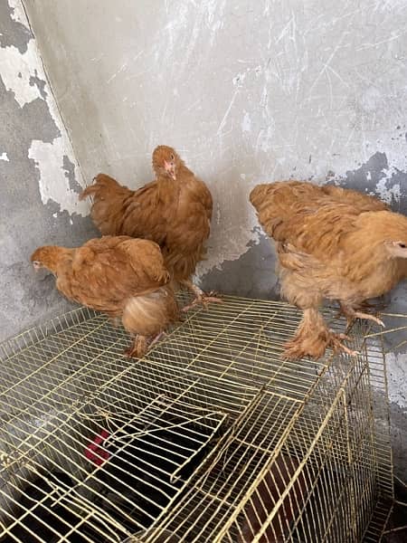 Rir pair & black batam breeder pair & heavy Goldenbuff set for sale 8