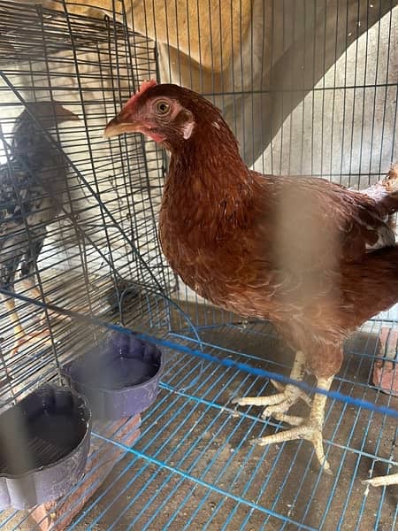 Rir pair & black batam breeder pair & heavy Goldenbuff set for sale 10