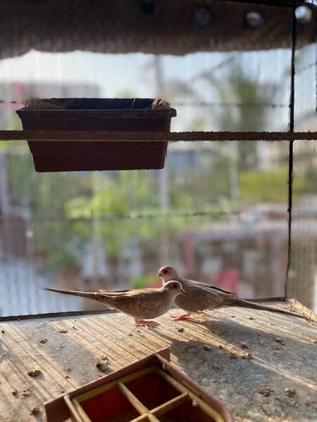 Red dove setup Top quality breeder pair 6