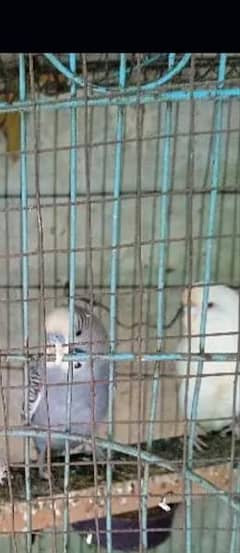 Australia parrot sale