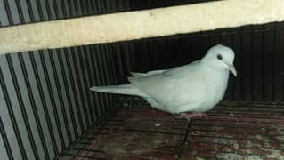 white breeder female 03127093372