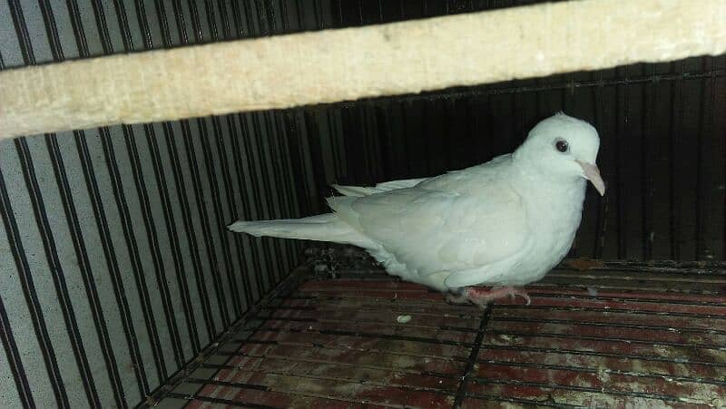 white breeder female 03127093372 0