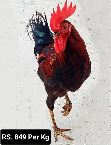 3 x Male Hen 0